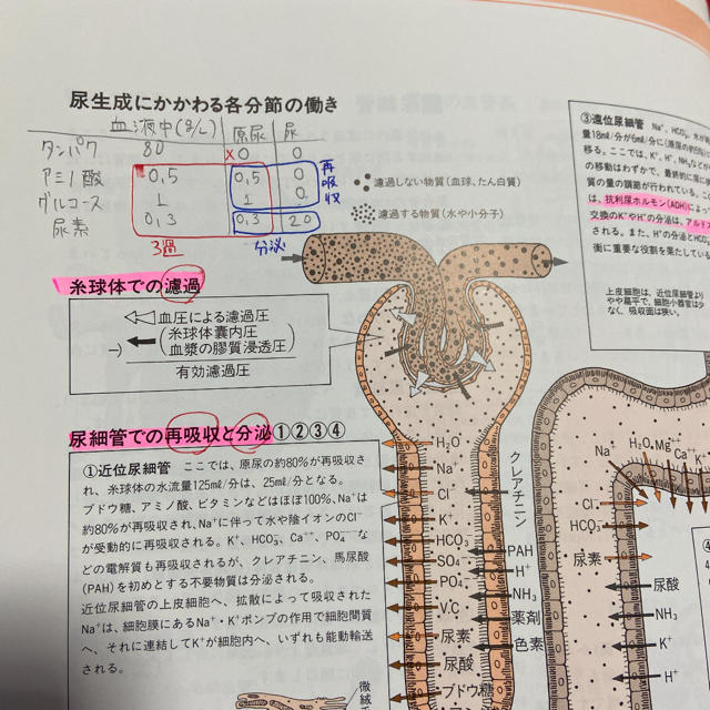 目でみるからだのメカニズム