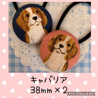 おすましワンちゃん 犬柄 くるみボタン ヘアゴム 38mm×2 キャバリア(ヘアアクセサリー)