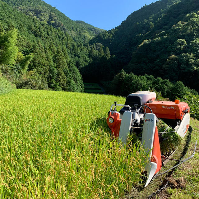 希少　米/穀物　棚田の豊コシヒカリ　30kg