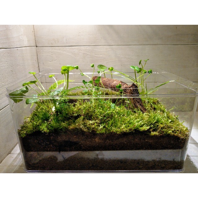 苔屋のアクアリウム（ビオトープ仕様）　★メダカ等の水生生物も飼育出来ます♪ その他のペット用品(アクアリウム)の商品写真