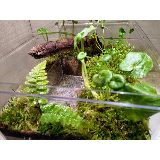 苔屋のアクアリウム（ビオトープ仕様）　★メダカ等の水生生物も飼育出来ます♪ その他のペット用品(アクアリウム)の商品写真