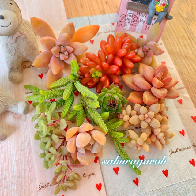 【多肉植物】カット苗♡詰め合わせ センペルビウム入り ハンドメイドのフラワー/ガーデン(その他)の商品写真