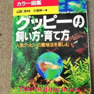 グッピ－の飼い方・育て方 人気グッピ－の繁殖法を楽しむ(住まい/暮らし/子育て)