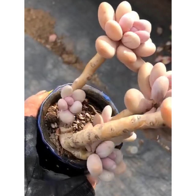クリームチーズ美人 多肉植物の通販 by Nan多肉12月から再開予定 クリームチーズ美人 多肉植物の通販 by Nan多肉12月から再開予定