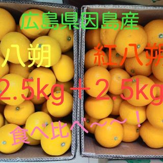 八朔　食べ比べ　5kg(フルーツ)