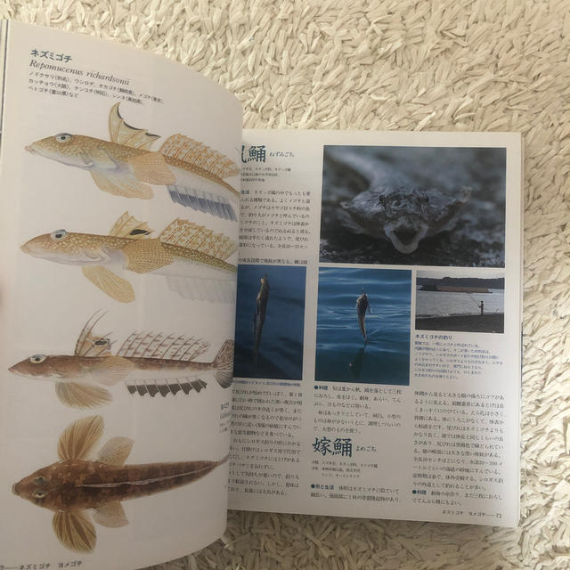 魚（さかな）大全 Ｆｉｓｈ　＆　ｆｉｓｈｉｎｇ エンタメ/ホビーの本(科学/技術)の商品写真