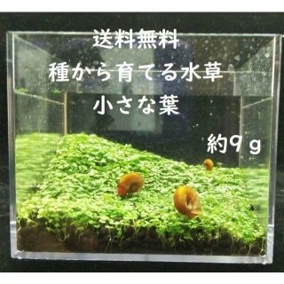 水草の種。小さい葉（約9ｇ）　（水草アクアリウム）(アクアリウム)