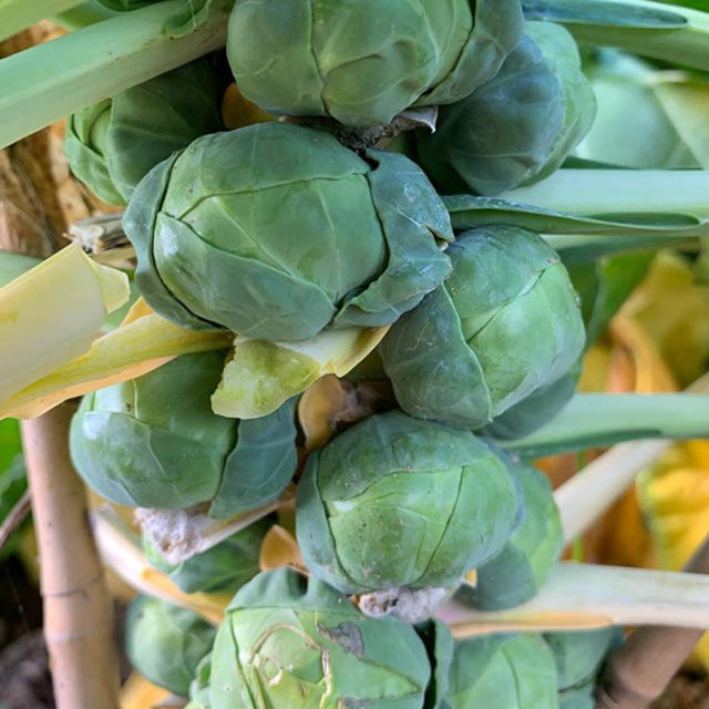 京都 無農薬 減農薬野菜をお届け！ 食品/飲料/酒の食品(野菜)の商品写真