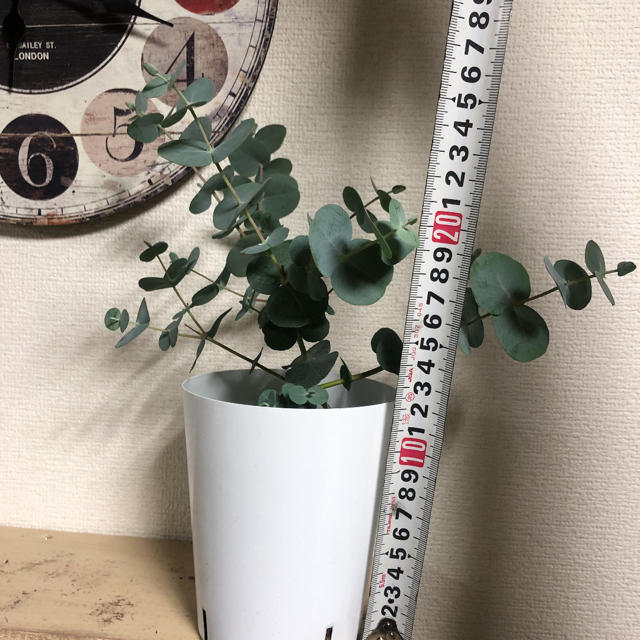 ポットごと＊ユーカリ　ベイビーブルー＊観葉植物ハーブポポラスグニー銀世界 ハンドメイドのフラワー/ガーデン(その他)の商品写真