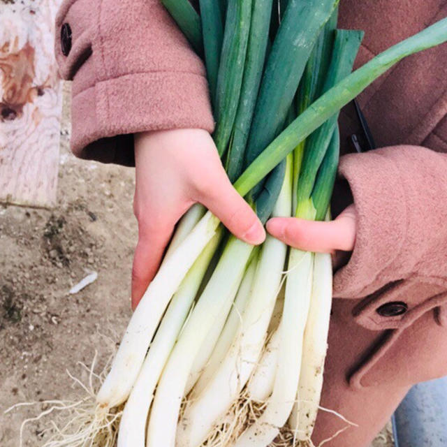 無農薬野菜詰め合わせ 食品/飲料/酒の食品(野菜)の商品写真