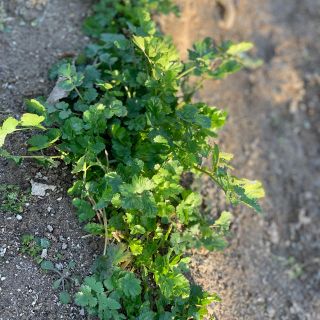 無農薬 パクチー(野菜)