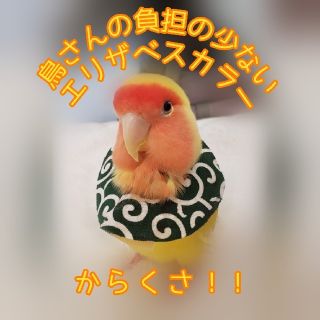 鳥 エリザベスカラー(唐草模様)1枚・3サイズ・緑・赤(鳥)