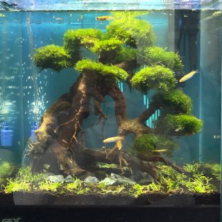 アクアリウム テラリウム 盆栽流木 Mサイズ WDM011