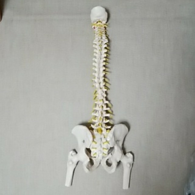 人体模型 脊柱模型 大腿骨付きモデルの通販 by ヒロミカ358's shop｜ラクマ
