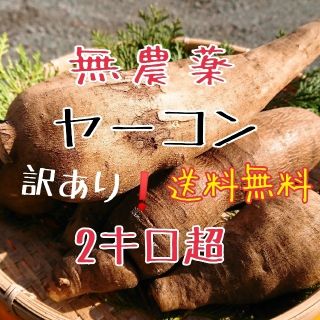 無農薬 ヤーコン 訳あり 2キロ超☆(野菜)