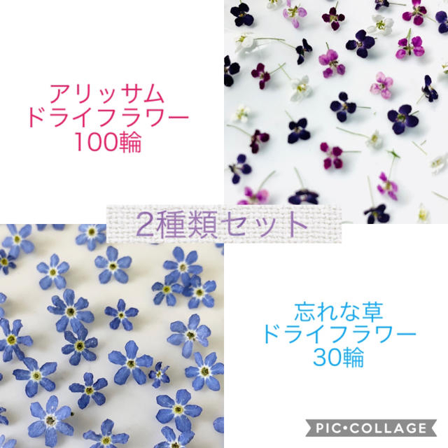 忘れな草30輪アリッサム100輪ドライフラワー2種類セットの通販 by Ri