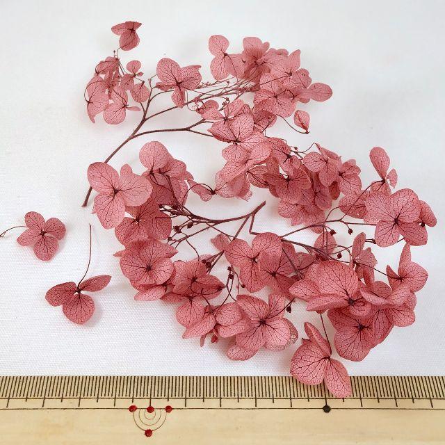 ります Ss様ご予約品です アジサイアナベル カシスピンク 大地農園の通販 By はなうま ラクマ ハーバリウ Www Linguistics Journal Com ります Ss様ご予約品です アジサイアナベル カシスピンク 大地農園の通販 By はなうま ラクマ ハーバリウ Www Linguistics Journal Com