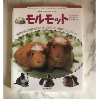 モルモット 飼育本(小動物)