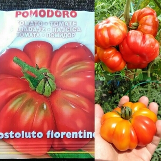 イタリア野菜の種 珍しい形のトマト種子20粒 フィオレンティーノ


(その他)