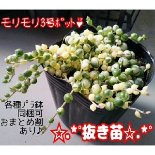 【抜き苗】斑入りグリーンネックレス 多肉植物 セネキオ 紅葉(その他)