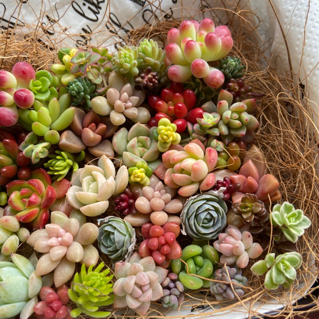 多肉植物 カット苗詰め合わせ❤❤ 世界どこでも無料発送 - dcsh.xoc.uam.mx