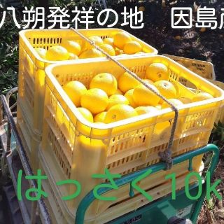 広島県産　八朔(秀品)　10kg(フルーツ)