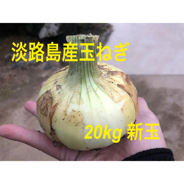 淡路島産玉ねぎ 新玉 20kg 食品/飲料/酒の食品(野菜)の商品写真