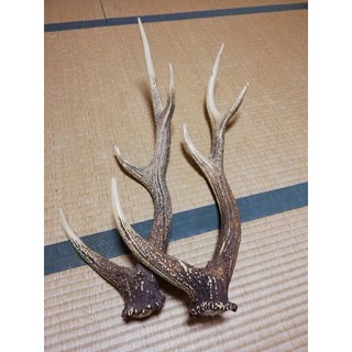 天然　北海道の鹿の角　2本セット(置物)