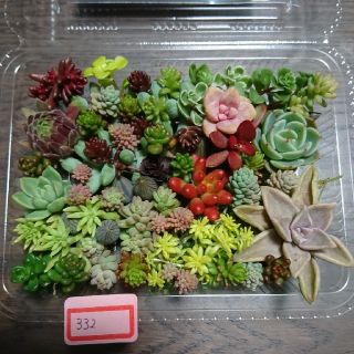 多肉植物 カット苗 332(その他)