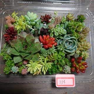 多肉植物 カット苗 334(その他)