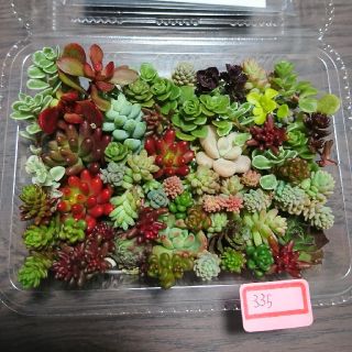 多肉植物 カット苗 335(その他)