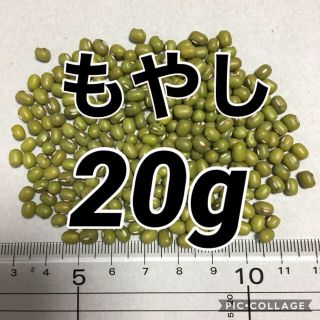 【20g】もやし　緑豆　タネ　種(野菜)