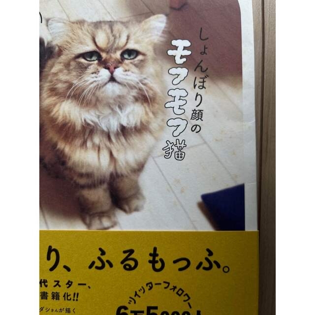 「しょんぼり顔のモフモフ猫ふ－ちゃんやけども。」 エンタメ/ホビーの本(趣味/スポーツ/実用)の商品写真