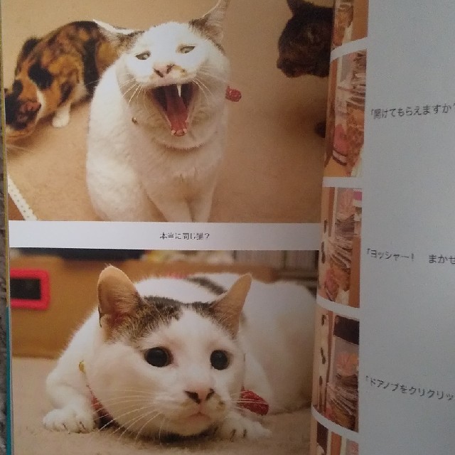 「うちの猫ら」「うちの猫ら 2」2冊セット エンタメ/ホビーの本(住まい/暮らし/子育て)の商品写真