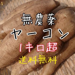 無農薬 ヤーコン 送料無料(野菜)