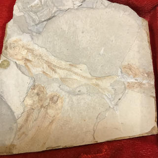 魚の化石(その他)