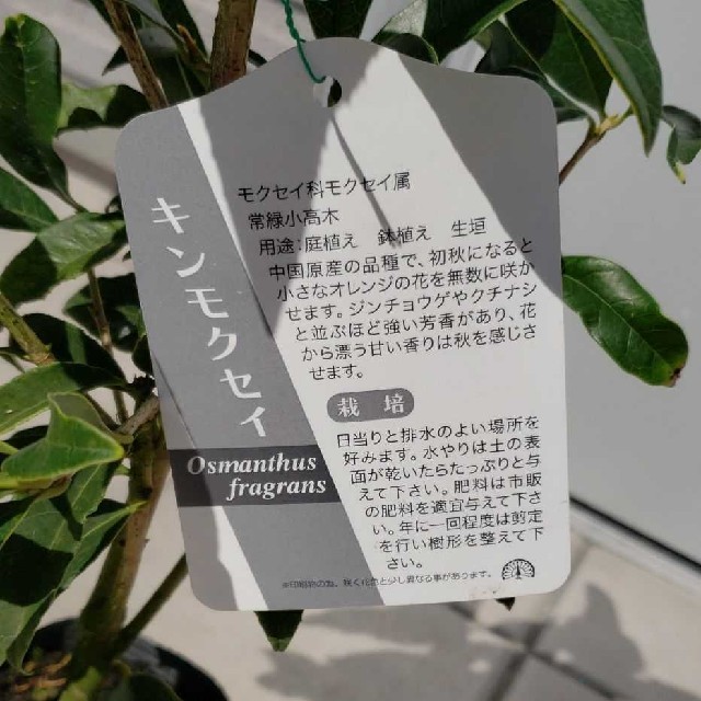 お手頃価格の小さめ金木犀の苗木1本。きんもくせい苗、キンモクセイ苗木 ハンドメイドのフラワー/ガーデン(その他)の商品写真