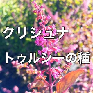 ❇入手困難‼️❇【万能ハーブ】クリシュナトゥルシーの種 10粒 ホーリーバジル(野菜)