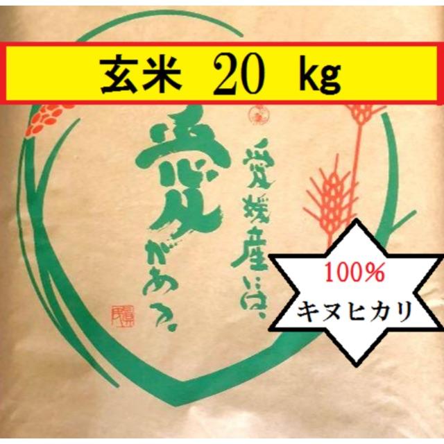 食品お米　令和元年　愛媛県産キヌヒカリ　玄米　20㎏