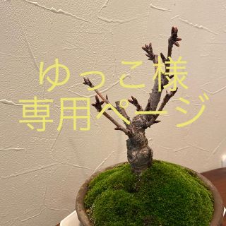 一才桜🌸ミニ盆栽・陶器鉢仕上げ　（旭山)(その他)