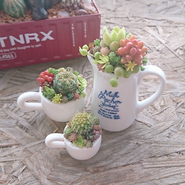 ドキンちゃん様  専用  多肉植物  寄せ植え ハンドメイドのフラワー/ガーデン(その他)の商品写真