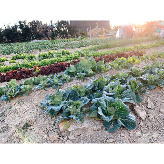 無農薬野菜詰め合わせ(期間限定お値下げ！) 食品/飲料/酒の食品(野菜)の商品写真