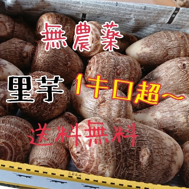 無農薬 里芋 1キロ超☆送料無料 食品/飲料/酒の食品(野菜)の商品写真
