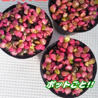【Chika様 専用】【ポットごと♪】桜吹雪×2 多肉植物アナカンプセロス紅葉(その他)