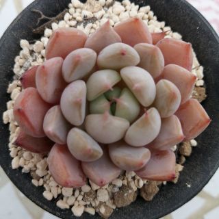 オレンジ大福 苺ケーキ　エケベリア 多肉植物(その他)