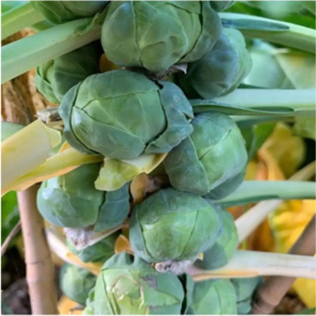 新鮮野菜詰め合わせ！京都 無農薬 減農薬野菜 露地栽培 食品/飲料/酒の食品(野菜)の商品写真