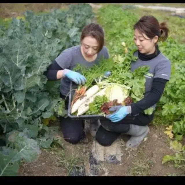 新鮮野菜詰め合わせ！京都 無農薬 減農薬野菜 露地栽培 食品/飲料/酒の食品(野菜)の商品写真