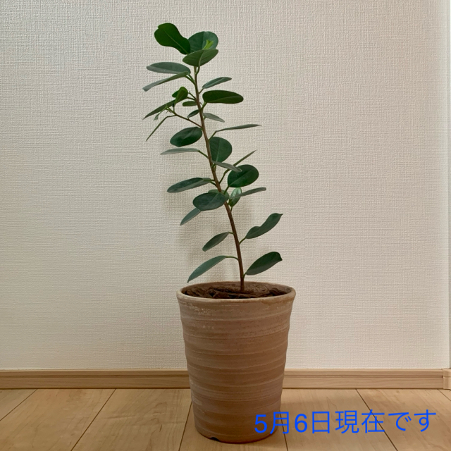 プリアンプ搭載 めずらしい 花言葉は 健康 パンダガジュマル 6号白テラコッタ鉢 傷あり特価 インテリア 住まい 日用品 インテリア小物 Broadwaysecondhand Com