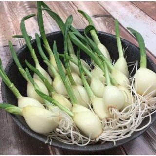 【実質無料】青森県産スプラウトにんにく20本(野菜)