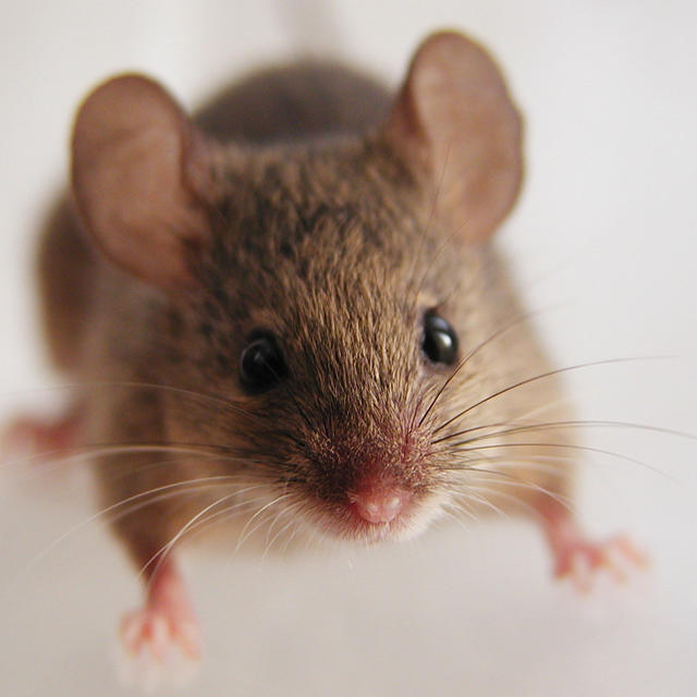 ✯ 大安売り バカラ ネズミ ねずみ 鼠 子 クリスタル 干支 置物 専用 ✯